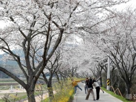 장흥읍, “탐진강변 벚꽃 사진 찍고 상금도 타고”